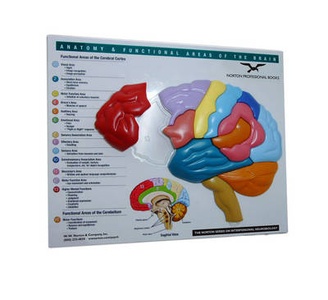 Brain Model & Puzzle – Anatomy and Functional Areas of the Brain