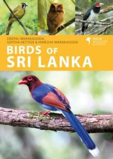 Sri Lanka birds 