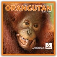 Orangutan - Orang-Utan 2025 - Wand-Kalender