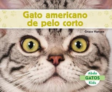 Gato Americano De Pelo Corto/ American Shorthair Cats