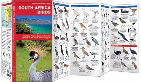 South africa birds 