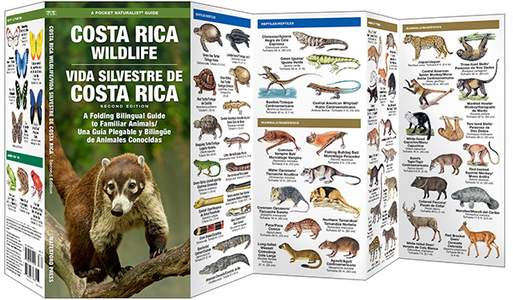 Costa rica wildlife 