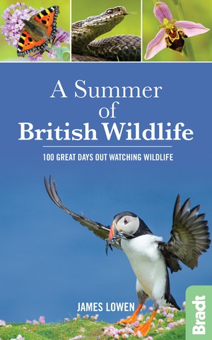 Summer of British Wildlife 1  