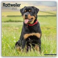 Rottweiler Calendar 2025 Square Dog Breed Wall Calendar - 16 Month