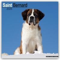 Saint Bernard Calendar 2025 Square Dog Breed Wall Calendar - 16 Month