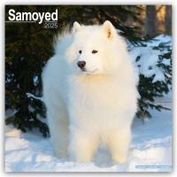 Samoyed Calendar 2025 Square Dog Breed Wall Calendar - 16 Month