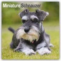 Schnauzer Miniature Calendar 2025 Square Dog Breed Wall Calendar - 16 Month