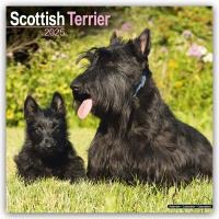 Scottish Terrier Calendar 2025 Square Dog Breed Wall Calendar - 16 Month