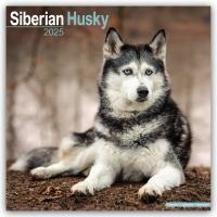 Siberian Husky Calendar 2025 Square Dog Breed Wall Calendar - 16 Month