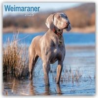 Weimaraner Calendar 2025 Square Dog Breed Wall Calendar - 16 Month