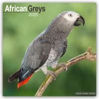 African Greys - Graupapageien 2025 - 16-Monatskalender