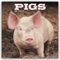 Pigs Calendar 2025 Square Farm Animal Wall Calendar - 16 Month