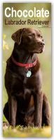Chocolate Labrador Retriever Slim Calendar 2025 Dog Breed Slimline Calendar - 12 Month