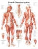 Muscular System with Female Figure Laminated Poster