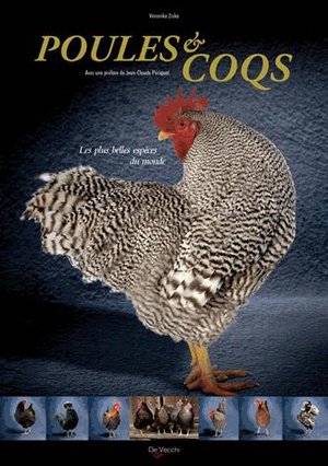 Poules Et Coqs 