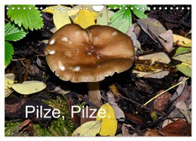 Pilze, Pilze (Wandkalender 2025 DIN A4 quer), CALVENDO Monatskalender