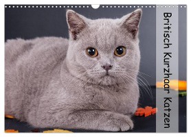 Britisch Kurzhaar Katzen (Wandkalender 2025 DIN A3 quer), CALVENDO Monatskalender