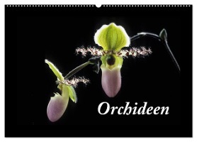 Orchideen 2025 (Wandkalender 2025 DIN A2 quer), CALVENDO Monatskalender