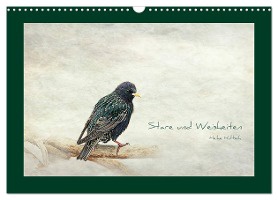 Stare und Weisheiten (Wandkalender 2025 DIN A3 quer), CALVENDO Monatskalender