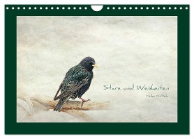 Stare und Weisheiten (Wandkalender 2025 DIN A4 quer), CALVENDO Monatskalender