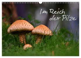 Im Reich der Pilze (Wandkalender 2025 DIN A3 quer), CALVENDO Monatskalender