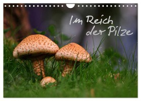Im Reich der Pilze (Wandkalender 2025 DIN A4 quer), CALVENDO Monatskalender