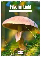 Pilze im Licht (Wandkalender 2025 DIN A2 hoch), CALVENDO Monatskalender