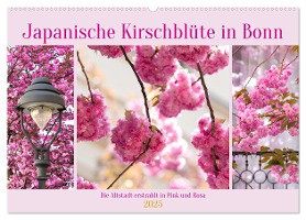 Japanische Kirschblüte in Bonn (Wandkalender 2025 DIN A2 quer), CALVENDO Monatskalender