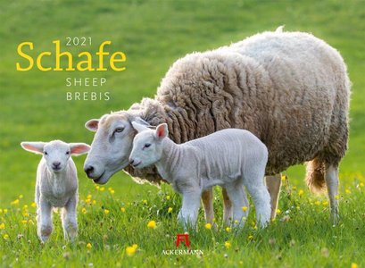 Schafe - Shapen - Sheep kalender 2021