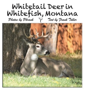 Whitetail Deer in Whitefish, Montana