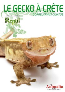 Le Gecko A Crete : Correlophus Ciliatus 