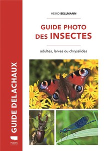 Guide Photo Des Insectes - Adultes, Larves Ou Chrysalides 