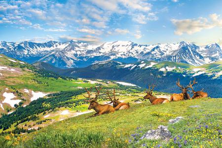 Eurographics Puzzel Mountain Elks 1000 stukjes