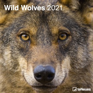 Wild Wolves - Wilde Wolven Kalender 2021
