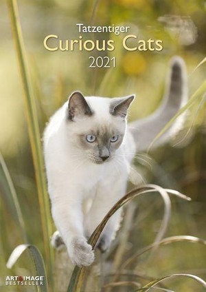 Curious Cats Kalender 2021
