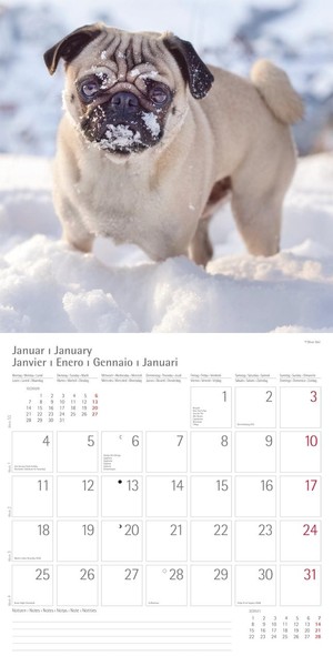 Der Mops - de Mopshond - the Pug Dog Kalender 2021