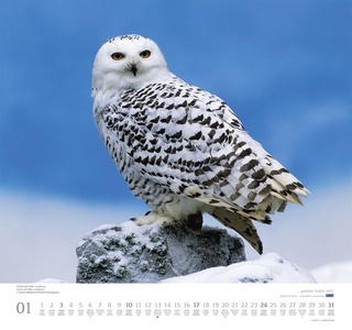 Geliebte Eulen - Uilen - Owls Kalender 2021