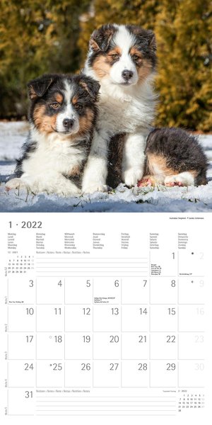 Welpen Puppies Kalender 2022