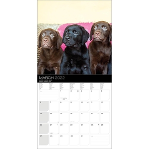 Dogs 30x30 Kalender 2022