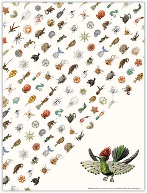 Bekking & Blitz Poster Haeckel Art Forms in Nature - Vogel