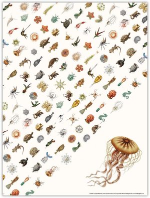 Bekking & Blitz Poster Haeckel Art Forms in Nature - Kwal