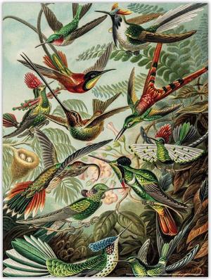 Bekking & Blitz Poster Haeckel Art Forms in Nature - Vogels