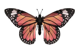 Monarch Vlinder Assembli