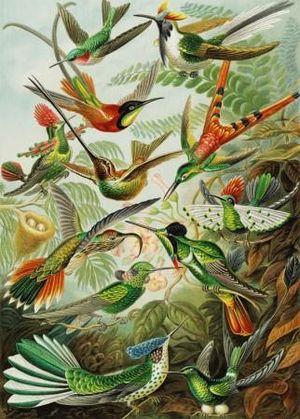 Puzzel Haeckel - Hummingbirds 1000 stukjes