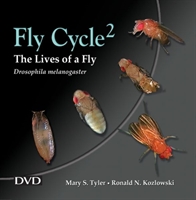 Fly Cycle 2