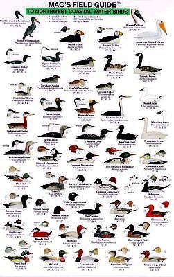 Mac's Field Guides: Northwest Coast Water Birds