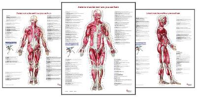 Trail Guide to the Body's Muscles of the Human Body Posters: Set of 3