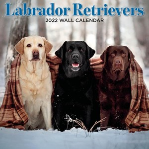 Labrador Retrievers Kalender 2022