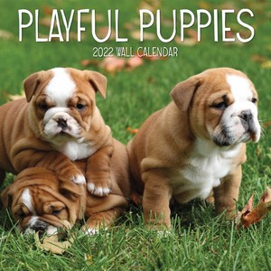 Playful Puppies Kalender 2022