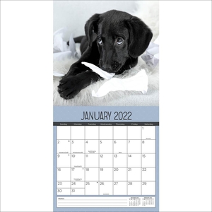 Playful Puppies Kalender 2022